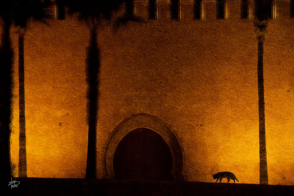 Cat in front of the illuminated walls of Udaya Kasbah in Rabat, Morocco