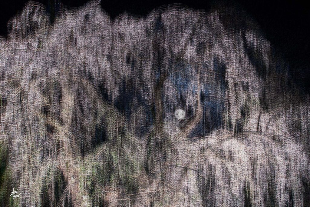 Illuminated weeping cherry blossoms and a full moon in the samurai residence district in Kakunodate, Akita, Japan