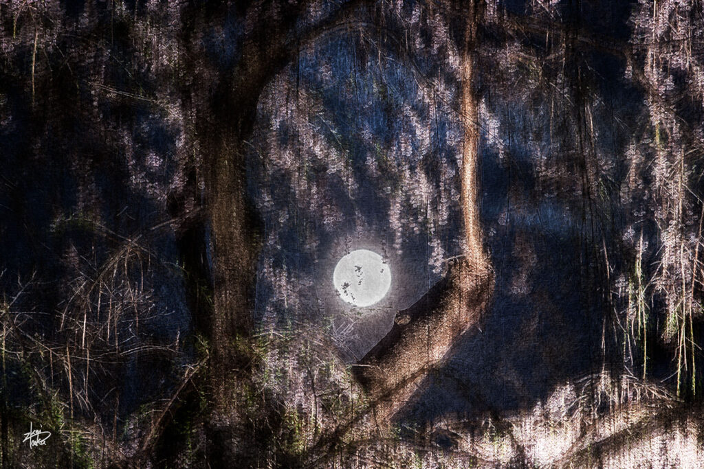 Illuminated weeping cherry blossoms and a full moon in the samurai residence district in Kakunodate, Akita, Japan