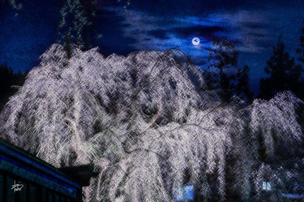 Illuminated weeping cherry blossoms and a full moon in the samurai residence district in Kakunodate, Akita, Japan