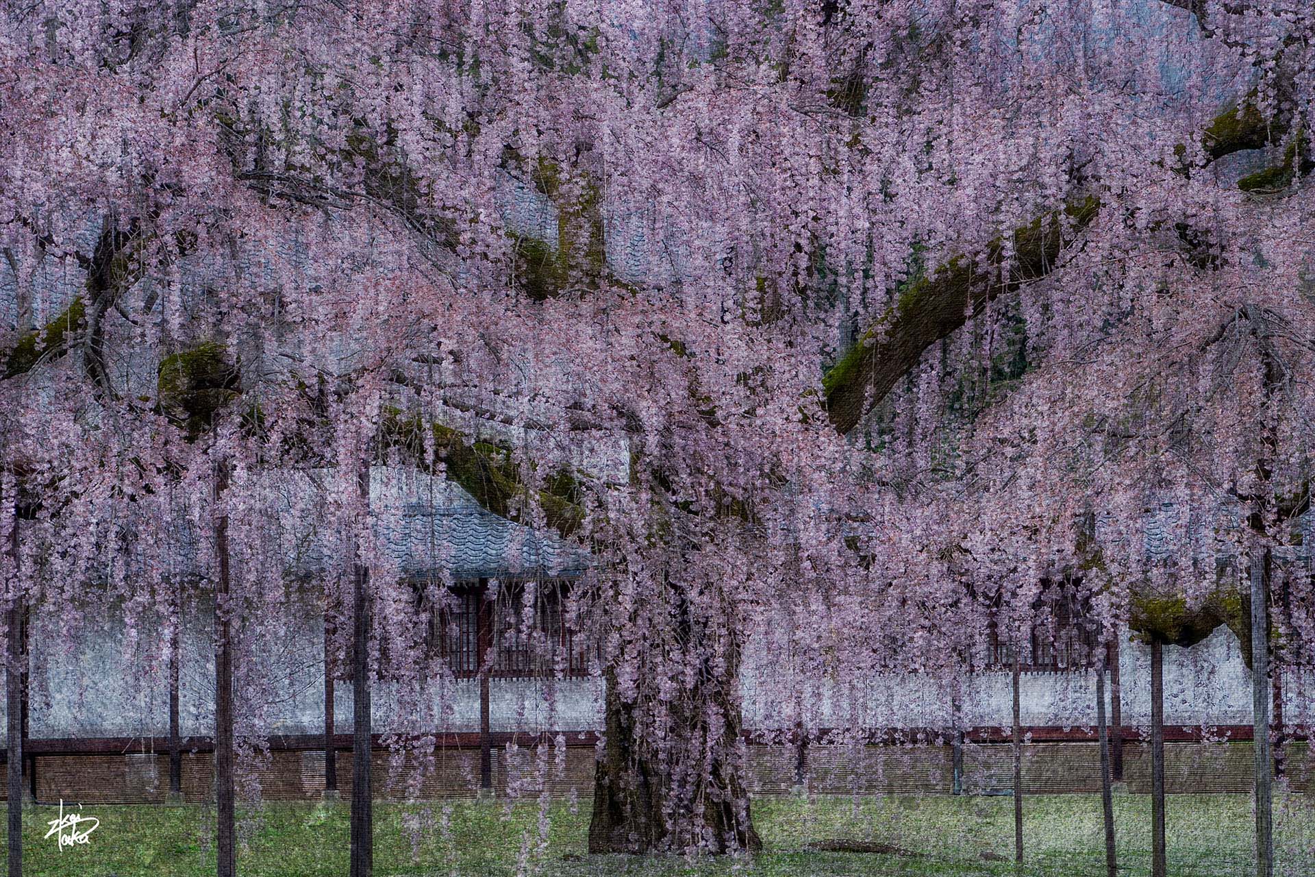 Weeping cherry trees in full bloom at Daigo-ji Temple, Kyoto, Japan