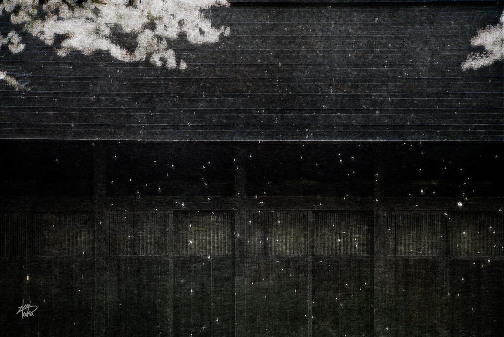 Falling cherry blossoms in the Kakunodate samurai residence district, Akita, Japan