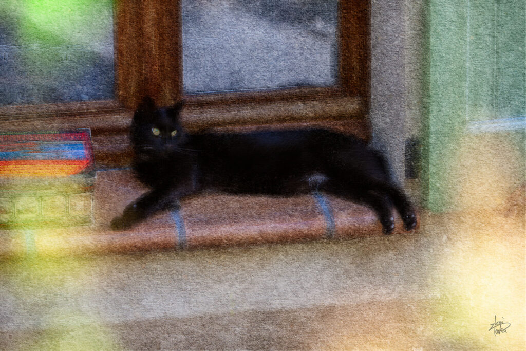 Black cat relaxing on a window sill in the old town of Steyr, Austria