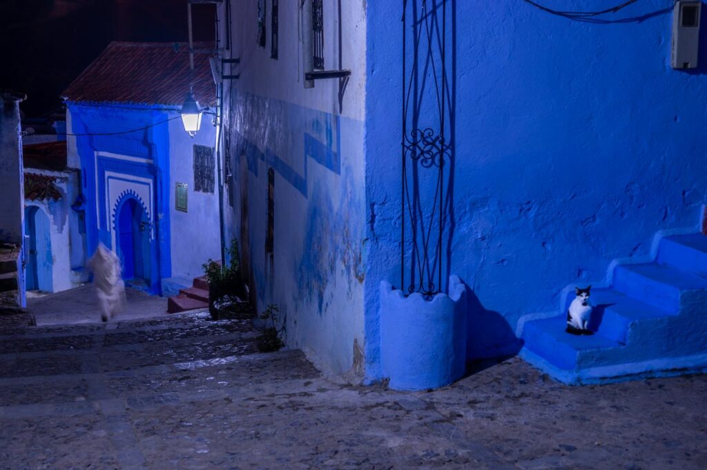 Cat living in Chefchaouen, the blue city of Morocco