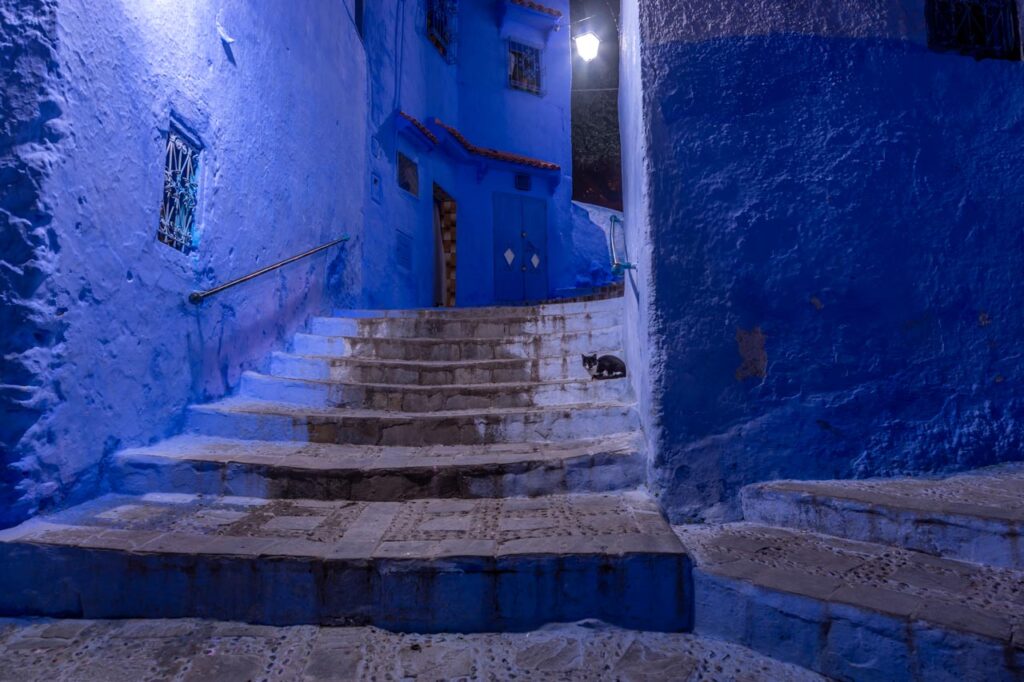 Cat living in Chefchaouen, the blue city of Morocco