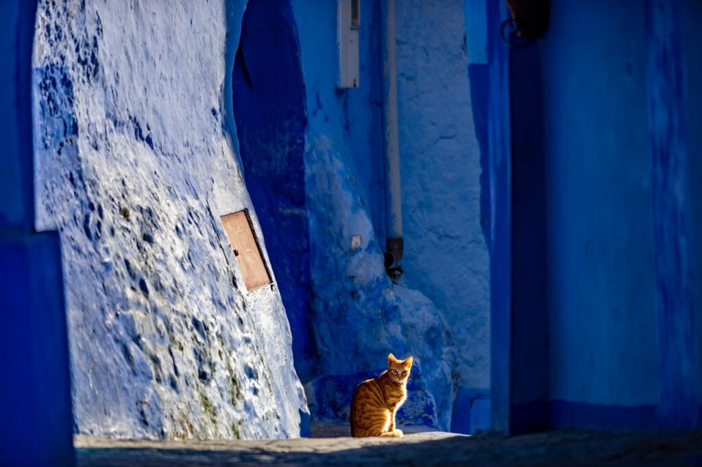 Cat living in Chefchaouen, the blue city of Morocco