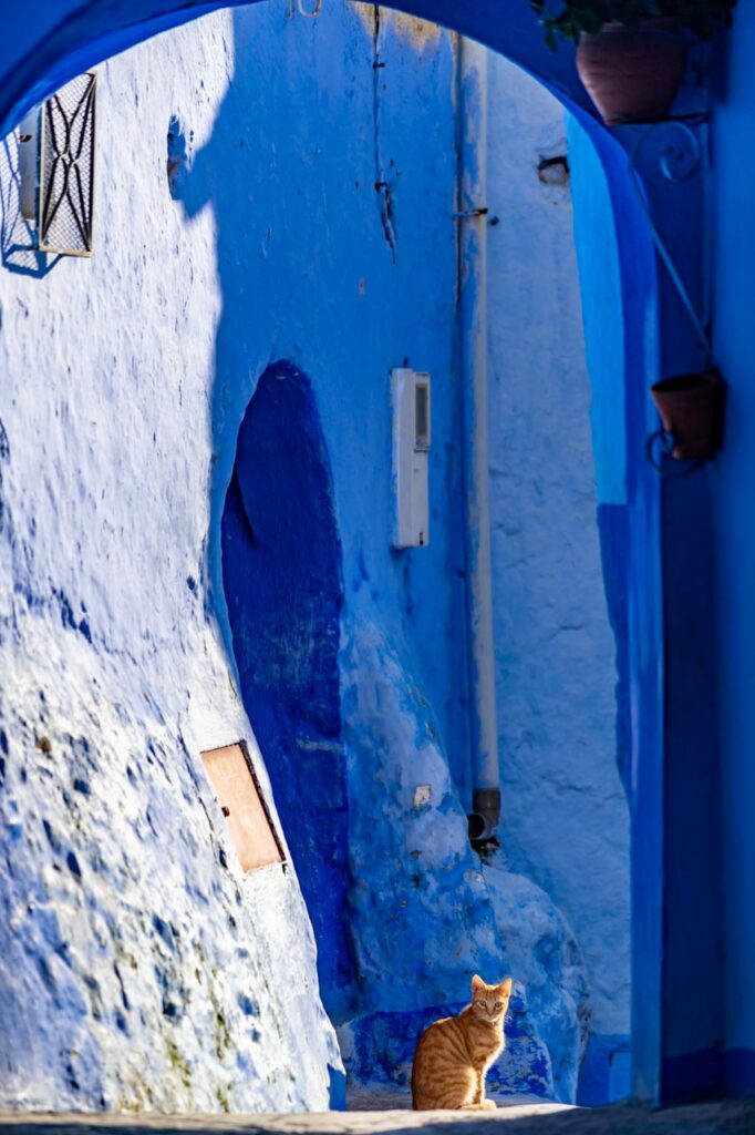 Cat living in Chefchaouen, the blue city of Morocco