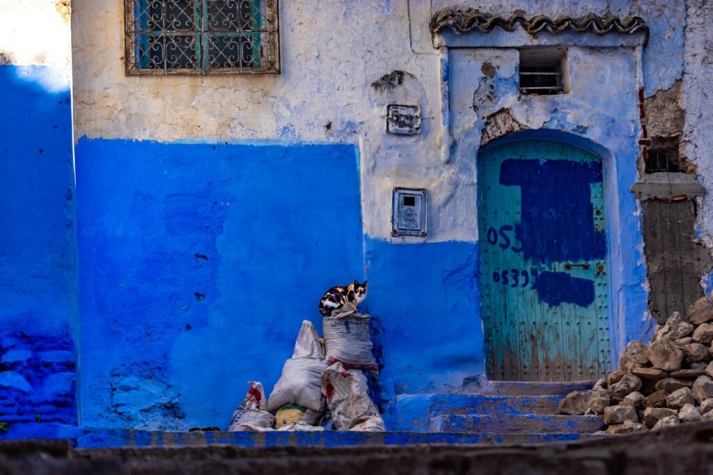 Cat living in Chefchaouen, the blue city of Morocco