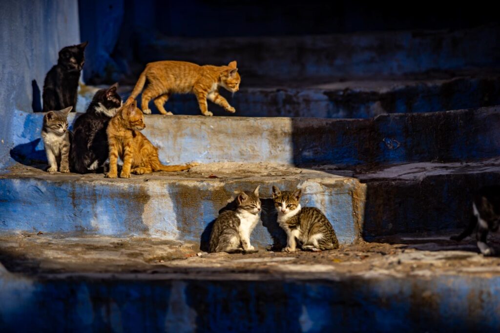 Cats living in Chefchaouen, the blue city of Morocco