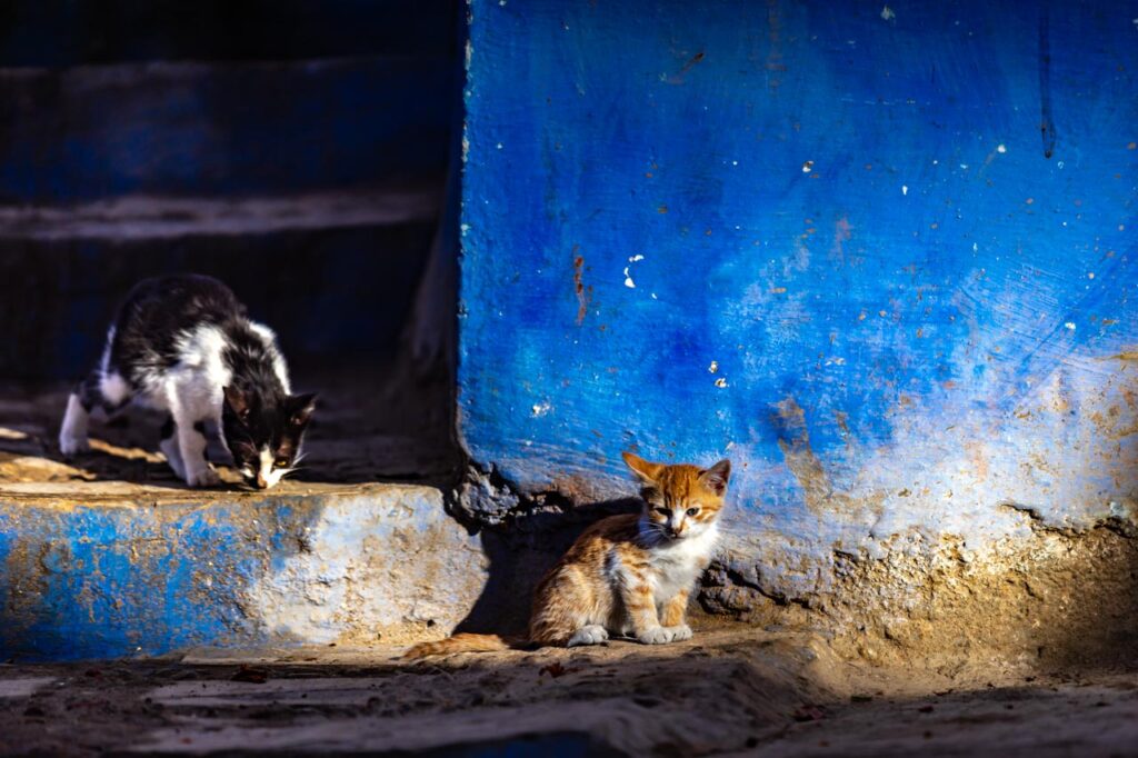 Cats living in Chefchaouen, the blue city of Morocco