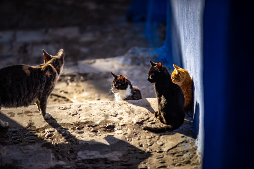 Cats living in Chefchaouen, the blue city of Morocco