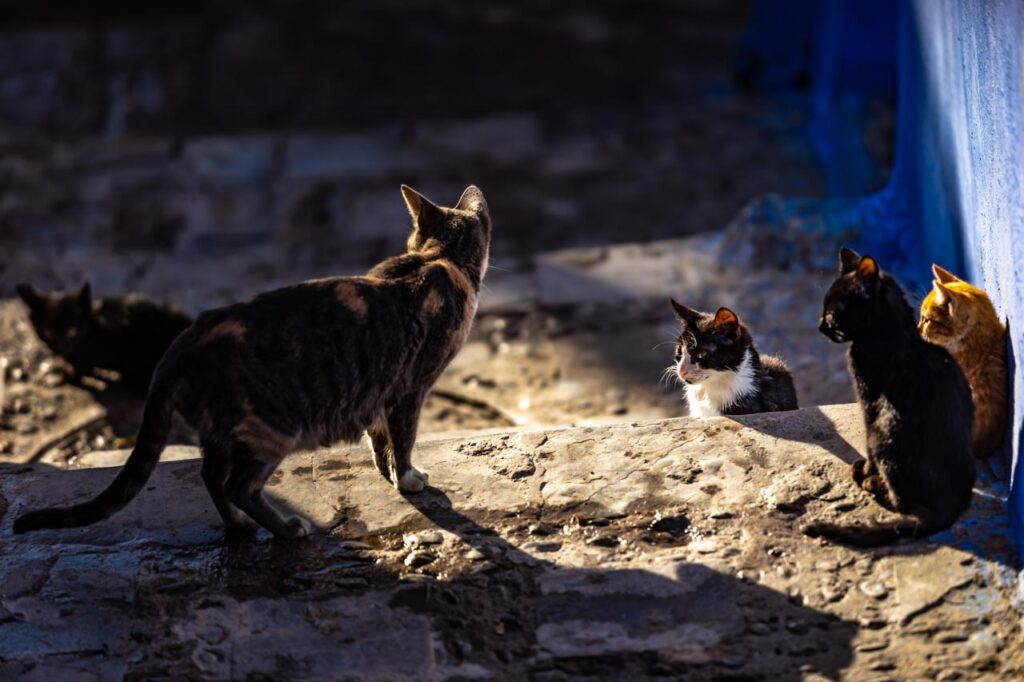 Cats living in Chefchaouen, the blue city of Morocco