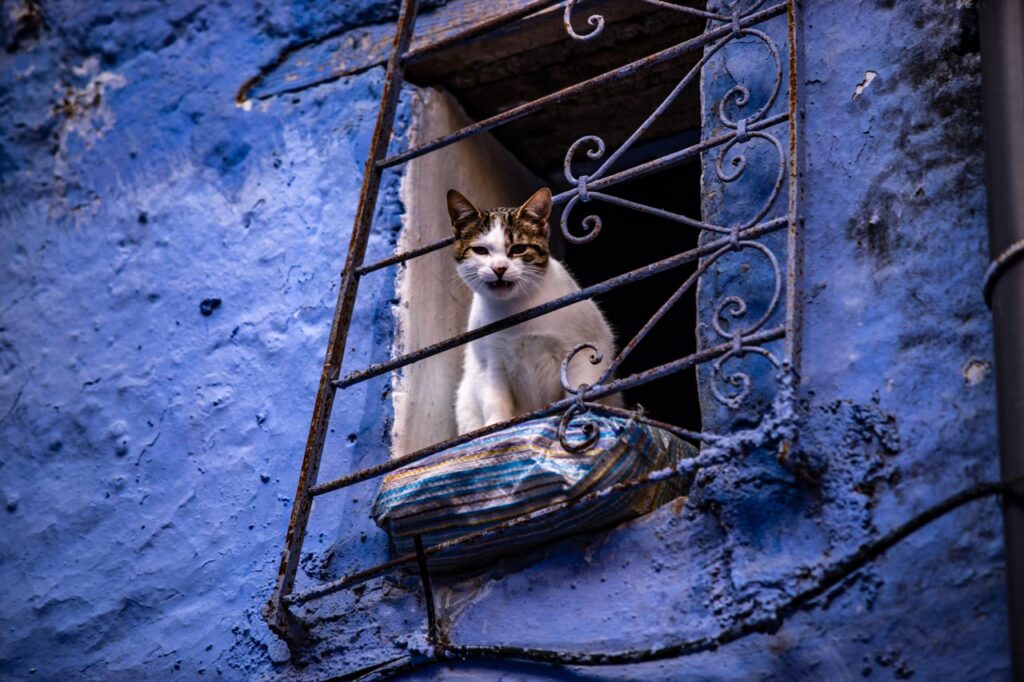 Cat looking out of window, Chefchaouen, the blue city of Morocco