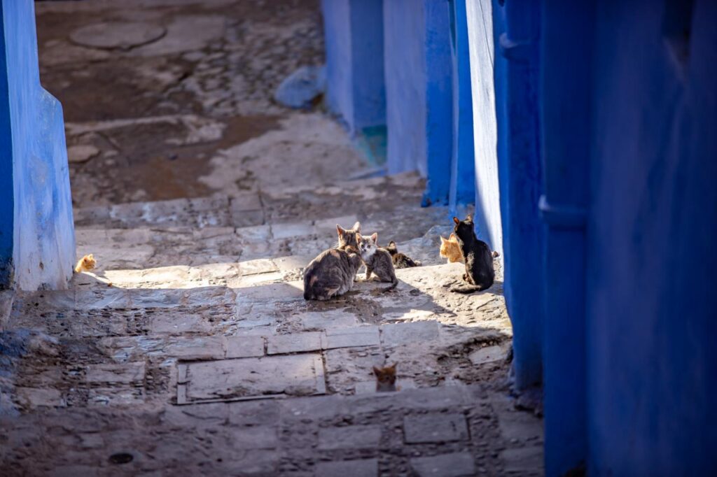 Cats living in Chefchaouen, the blue city of Morocco