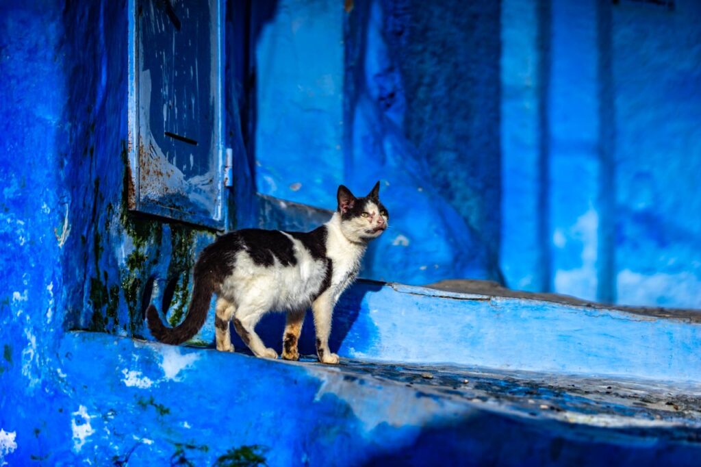 Cat living in Chefchaouen, the blue city of Morocco