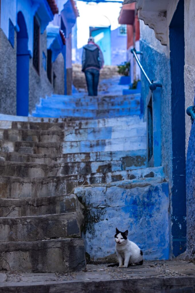 Cat living in Chefchaouen, the blue city of Morocco