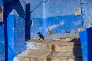 Cats living in Chefchaouen, the blue city of Morocco