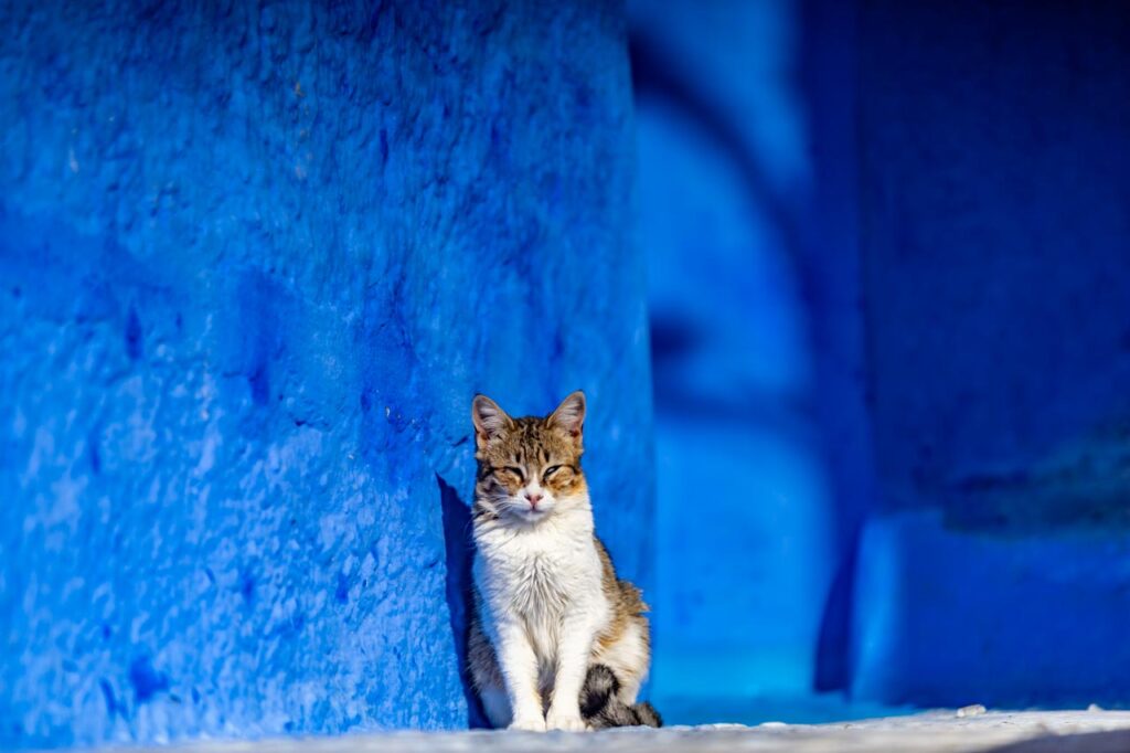 Cat living in Chefchaouen, the blue city of Morocco