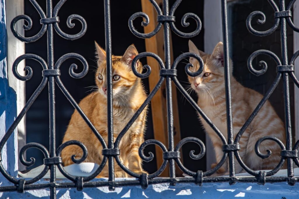 Cats looking out of window, Chefchaouen, the blue city of Morocco