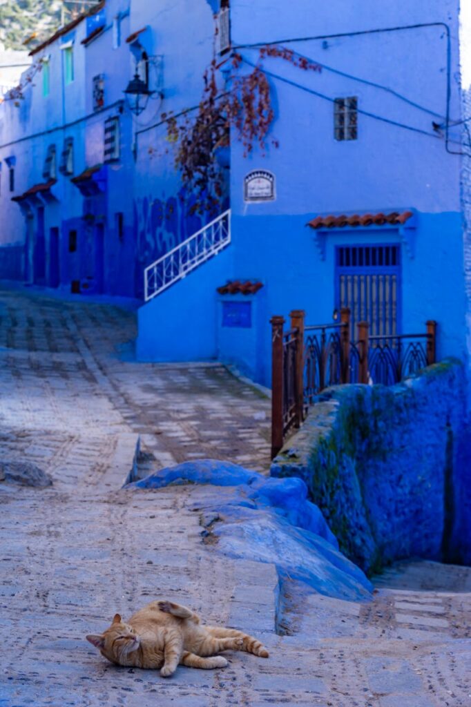 Cat living in Chefchaouen, the blue city of Morocco