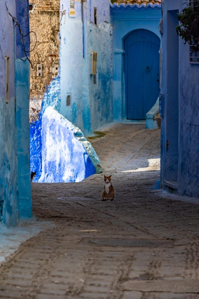 Cats living in Chefchaouen, the blue city of Morocco