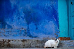 Cat living in Chefchaouen, the blue city of Morocco