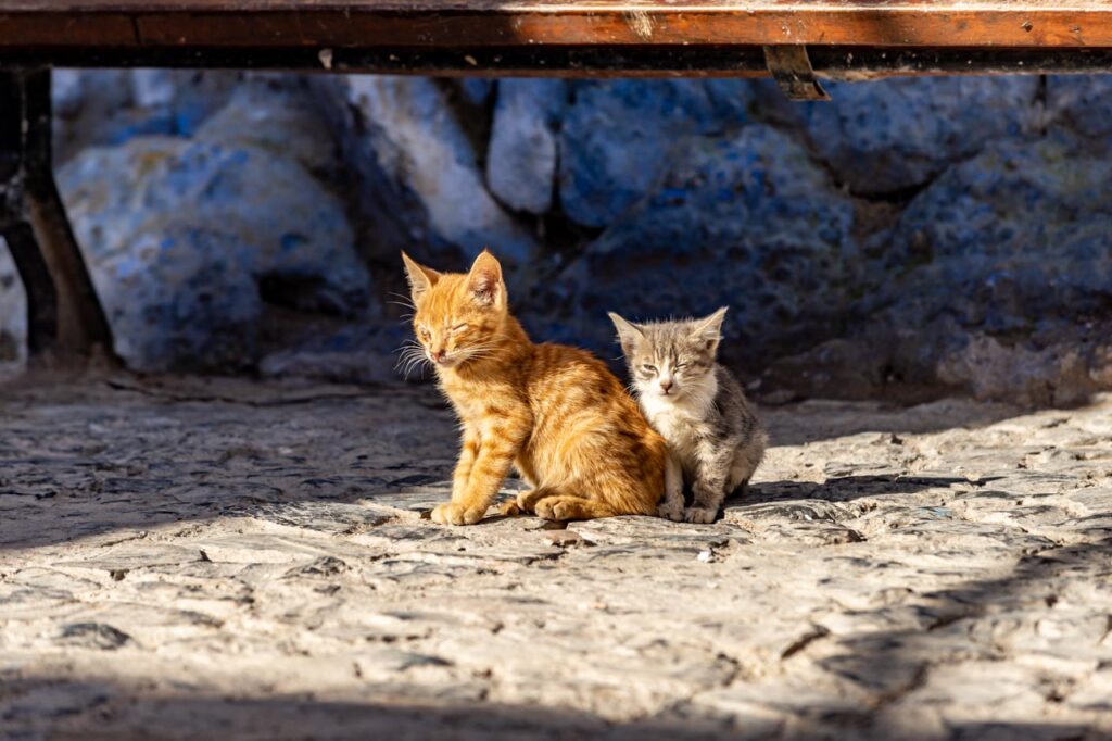 Cats living in Chefchaouen, the blue city of Morocco