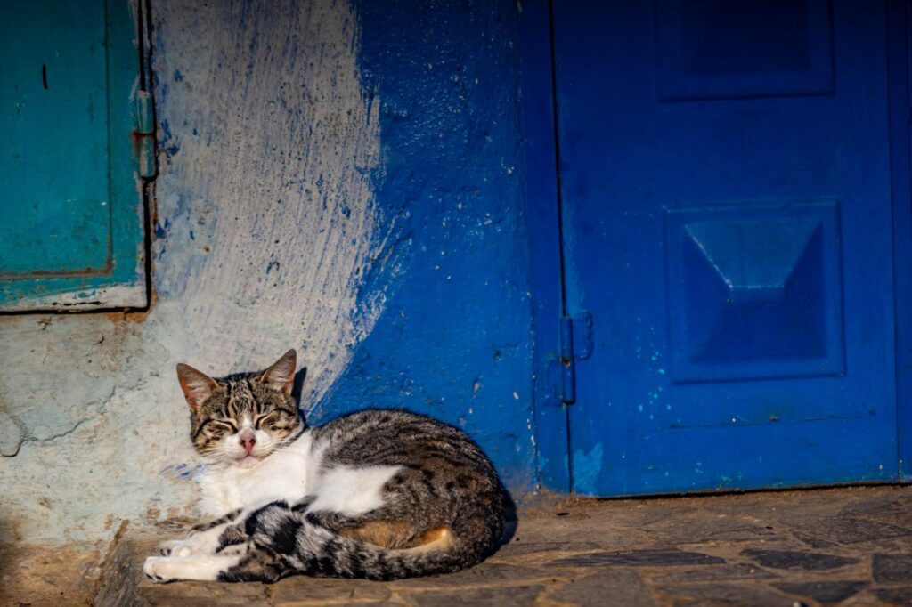 Cat living in Chefchaouen, the blue city of Morocco