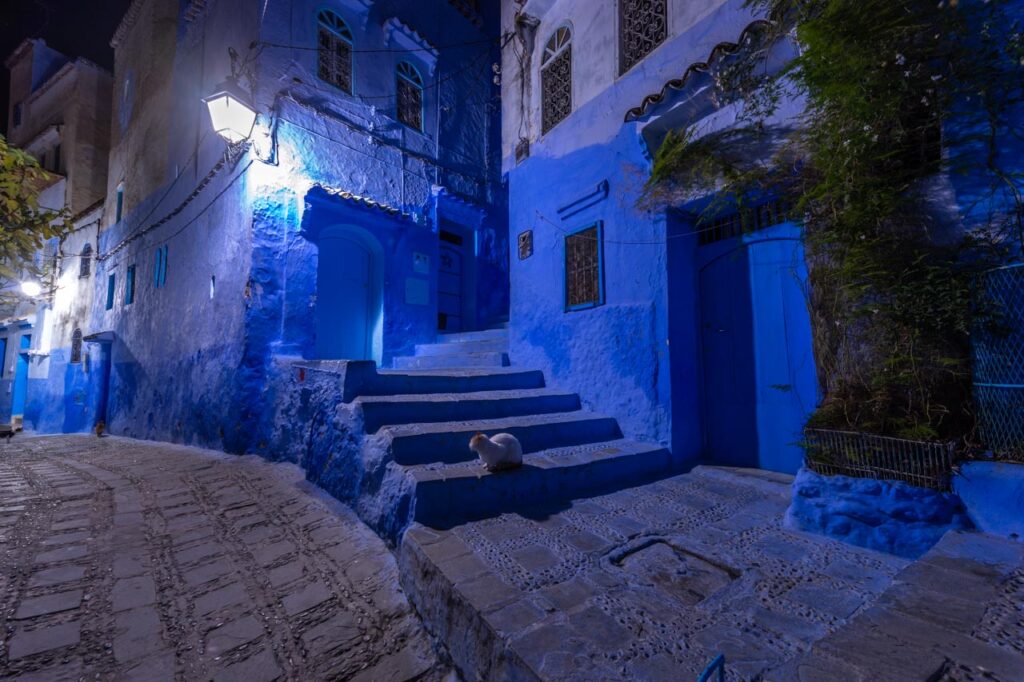 Cats living in Chefchaouen, the blue city of Morocco