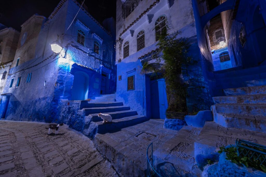 Cats living in Chefchaouen, the blue city of Morocco