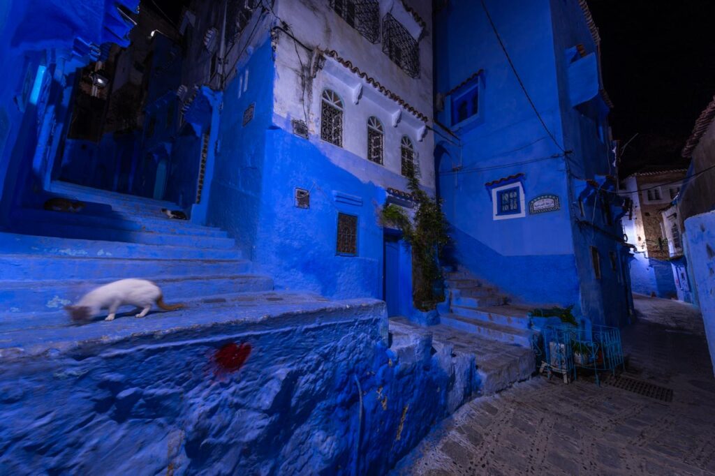 Cats living in Chefchaouen, the blue city of Morocco