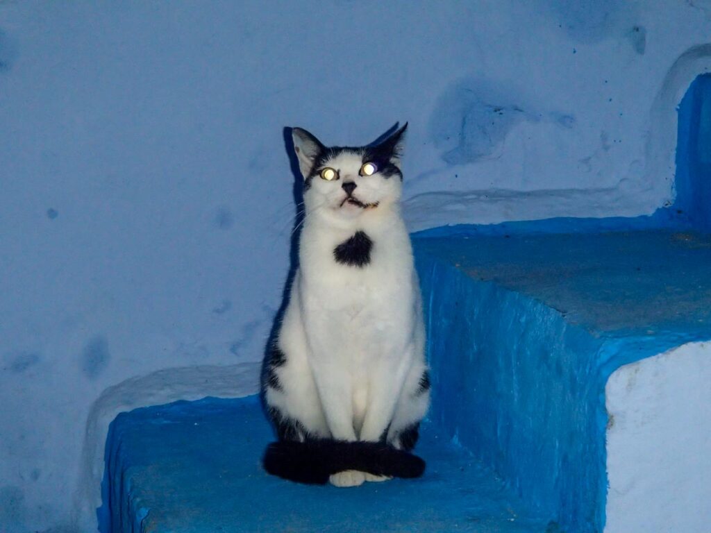 Cat living in Chefchaouen, the blue city of Morocco