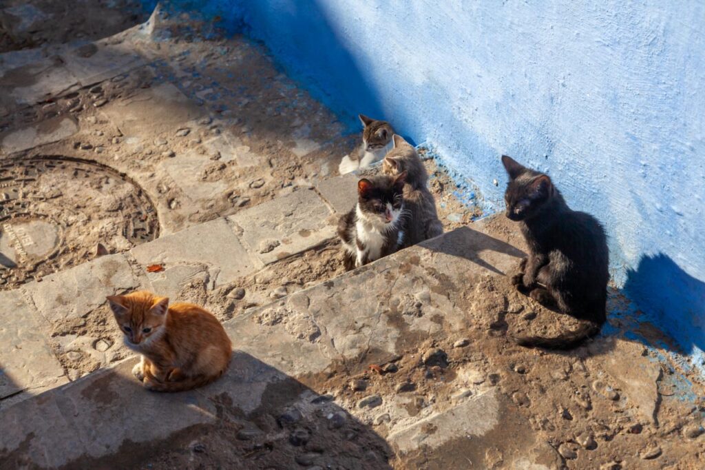 Cats living in Chefchaouen, the blue city of Morocco