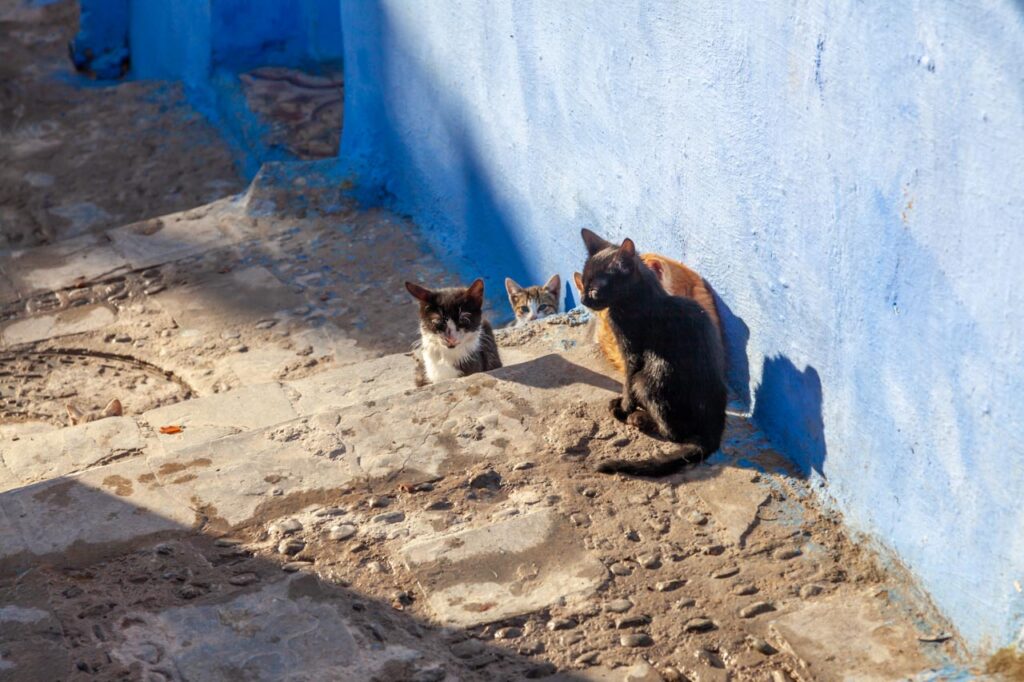 Cats living in Chefchaouen, the blue city of Morocco