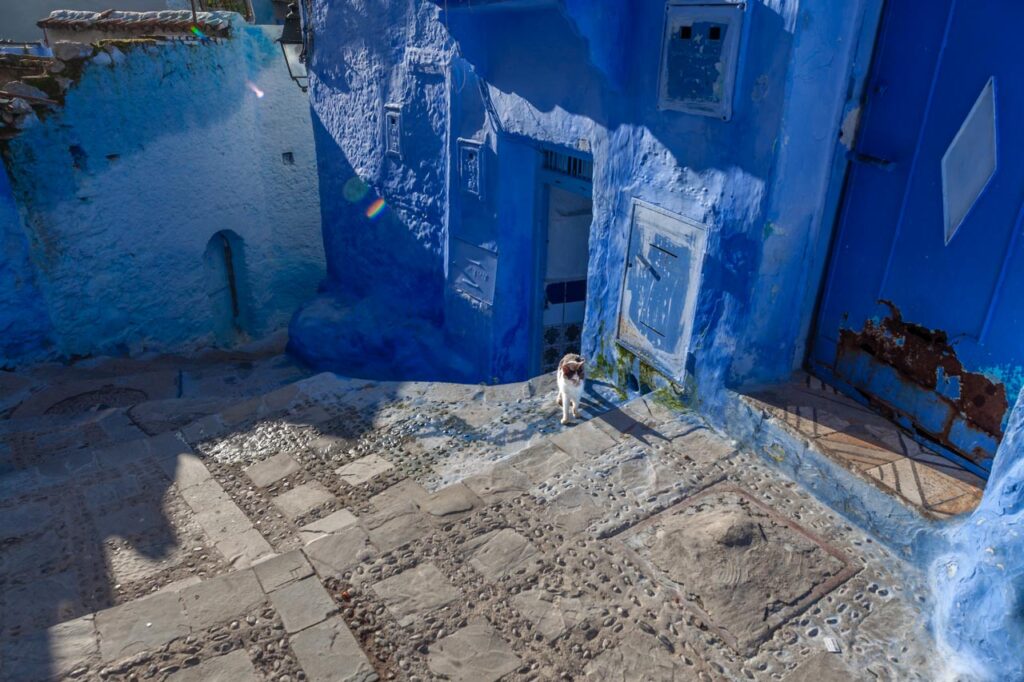 Cat living in Chefchaouen, the blue city of Morocco