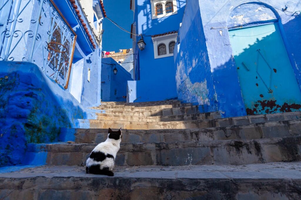 Cat living in Chefchaouen, the blue city of Morocco