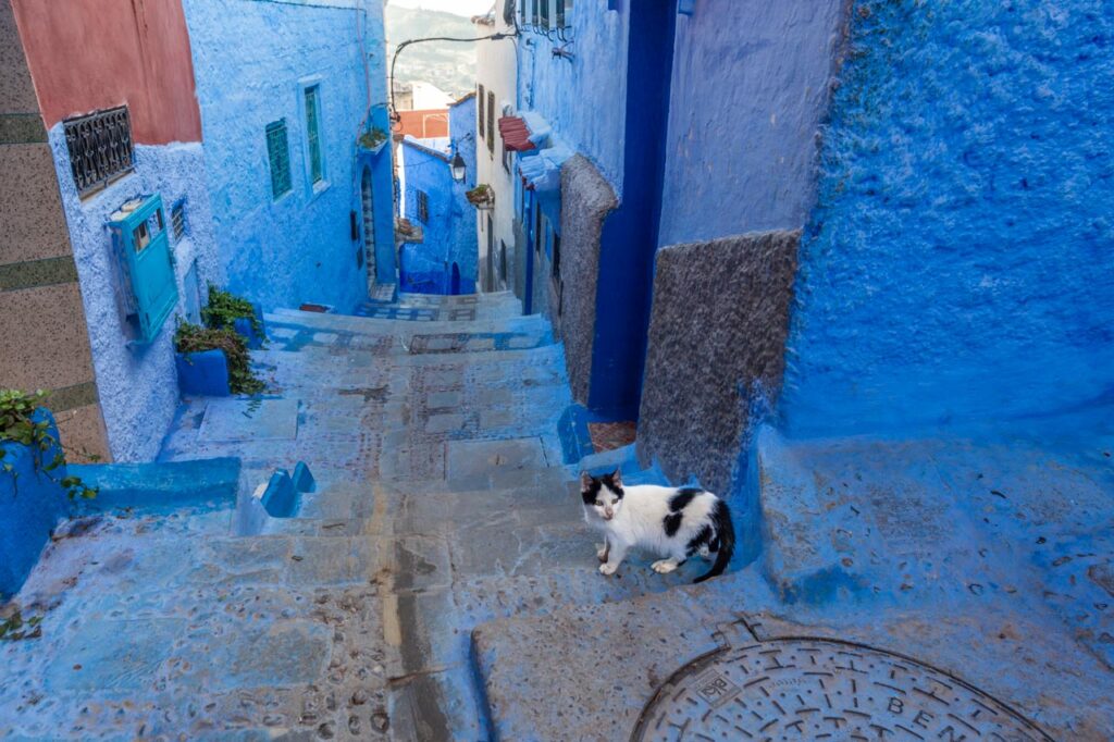 Cat living in Chefchaouen, the blue city of Morocco