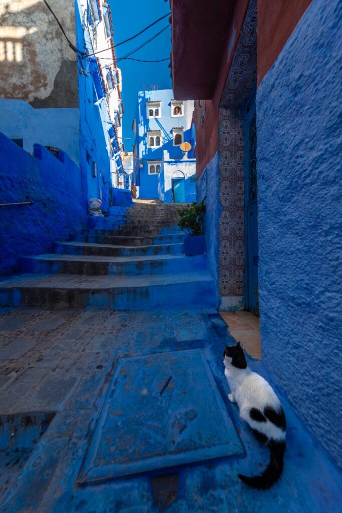 Cat living in Chefchaouen, the blue city of Morocco