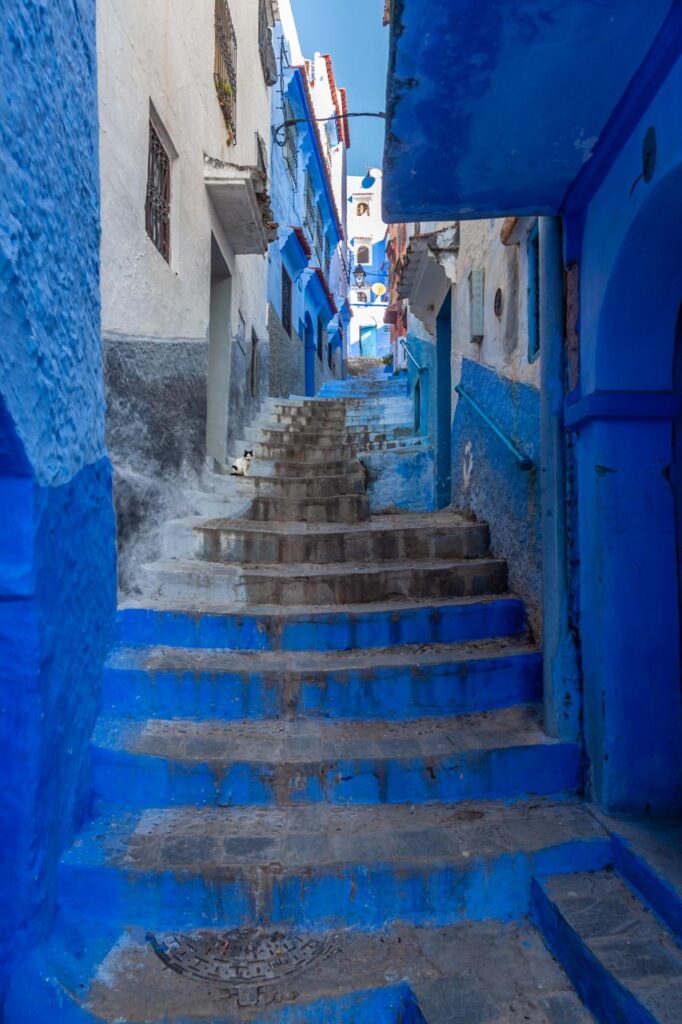 Cat living in Chefchaouen, the blue city of Morocco