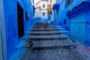 Cat living in Chefchaouen, the blue city of Morocco