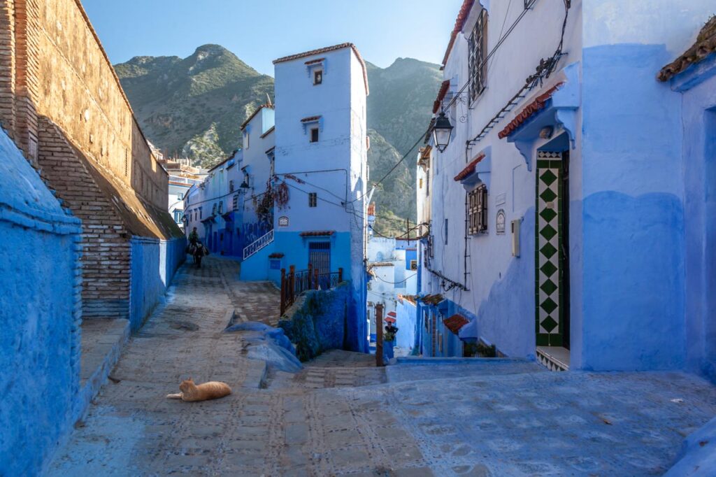 Cat living in Chefchaouen, the blue city of Morocco