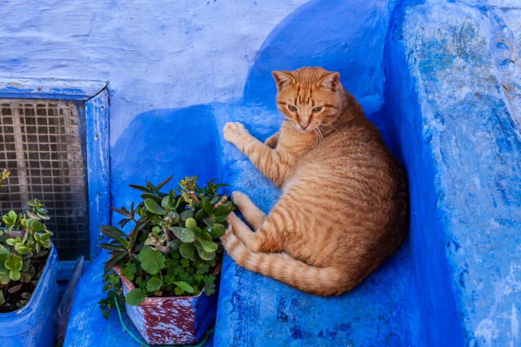 Cat living in Chefchaouen, the blue city of Morocco