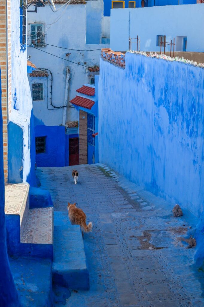 Cats living in Chefchaouen, the blue city of Morocco