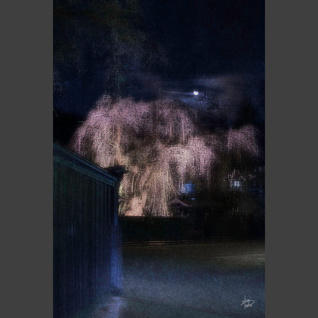 Illuminated weeping cherry blossoms and a full moon in the samurai residence district in Kakunodate, Akita, Japan