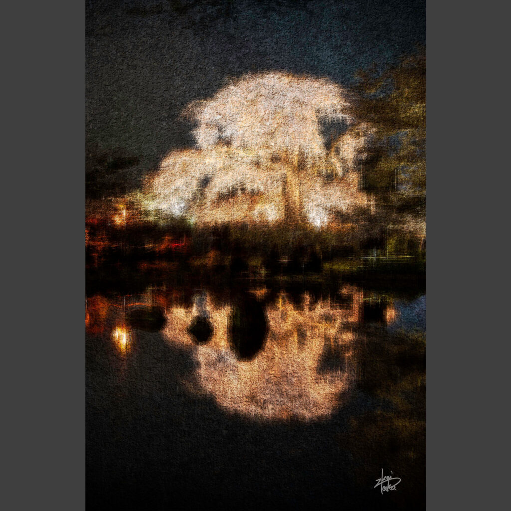 Weeping cherry blossoms at night reflecting on the pond at Maruyama-park in Kyoto, Japan