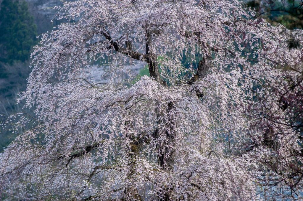 charry blossom at samurai resident in kakunodate,akita,japan