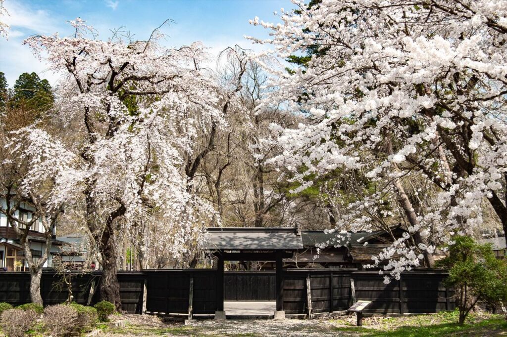 charry blossom at samurai resident in kakunodate,akita,japan