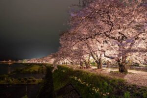 charry blossom in kakunodate,akita,japan