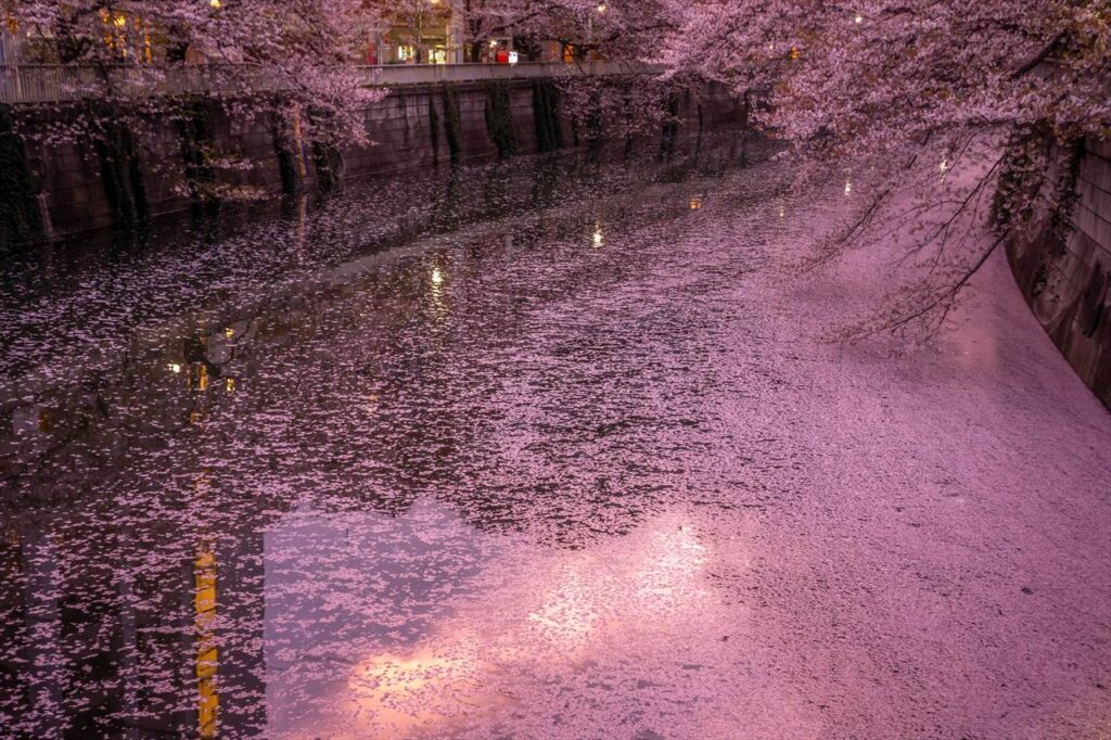 Cherry blossom at meguro river,tokyo,japan