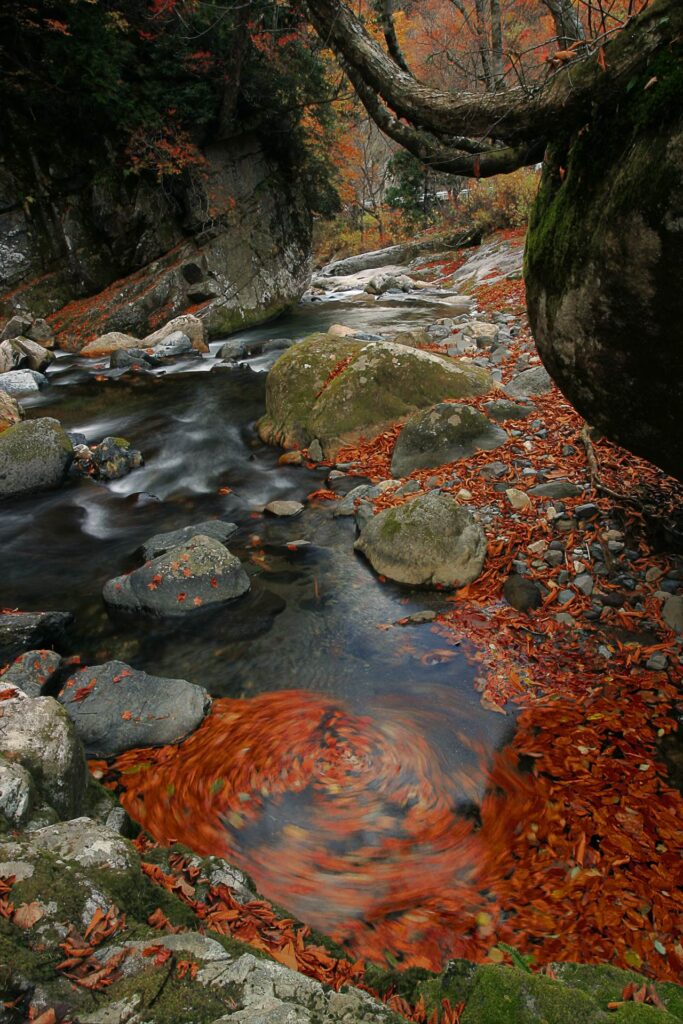 Autumn leaves at Teruhakyo valley,gunma,Japan